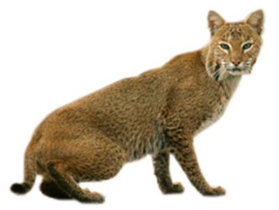 What Does A Bobcat Look Like - All You Need Infos